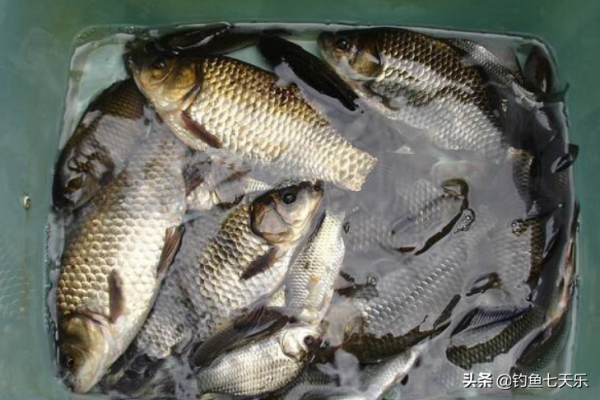 冬釣無魚口？掌握這3處要點，沒有不上魚的道理