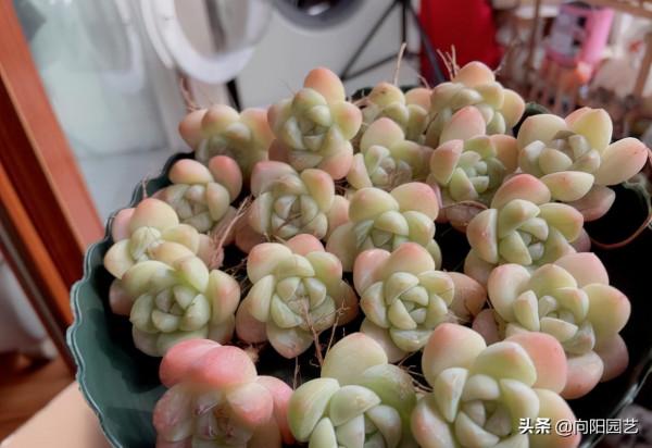 多肉圈子太亂,比娛樂圈都亂,花錢交智商稅,上當的還不少 多肉圈子太亂,比娛樂圈都亂,花錢交智商稅,上當的還不少