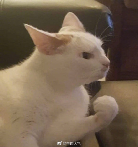 小貓咪說你新的一週幹啥一定都能行！衝鴨