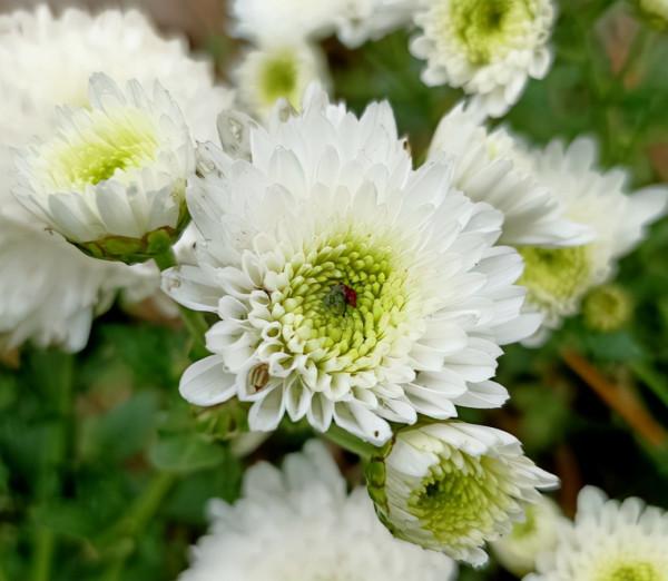 送花是門學問，寓意不好不能送，寓意太好更要小心