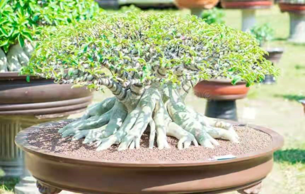 6種&OpenCurlyDoubleQuote;潛力花&rdquo;，小苗不起眼，養成老樁漂亮&OpenCurlyDoubleQuote;精貴&rdquo;，越養越值錢