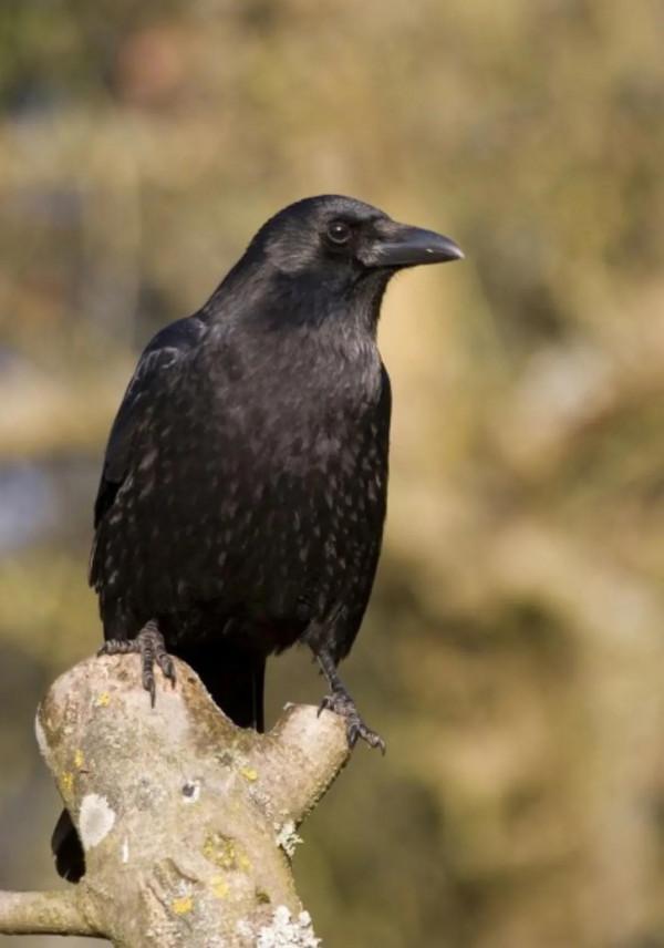 烏鴉和白鴿的愛情&hellip;&hellip;