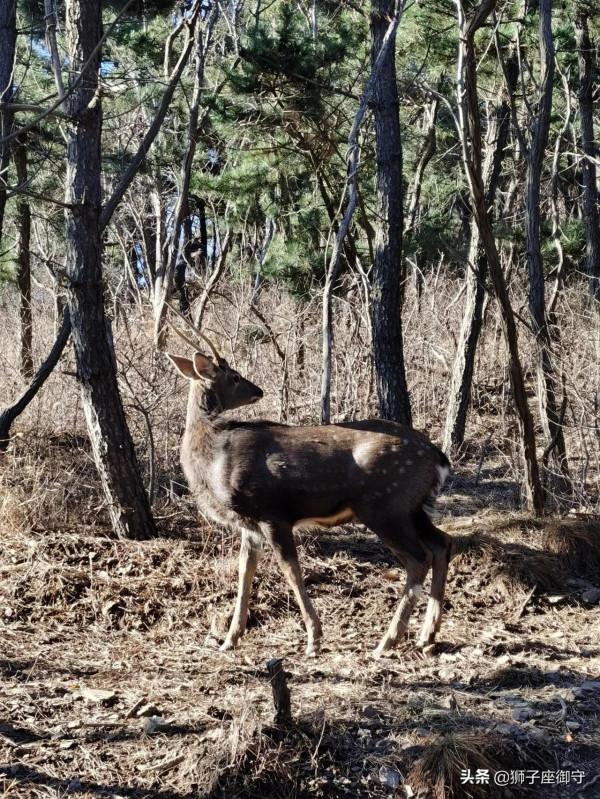 休假~蓮花山鹿篇 休假~蓮花山鹿篇