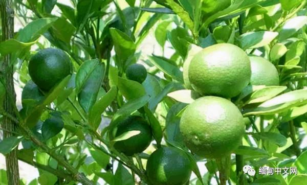 緬甸這種水果全身是寶!長得像檸檬,如今價低還沒有銷量 緬甸這種水果全身是寶!長得像檸檬,如今價低還沒有銷量