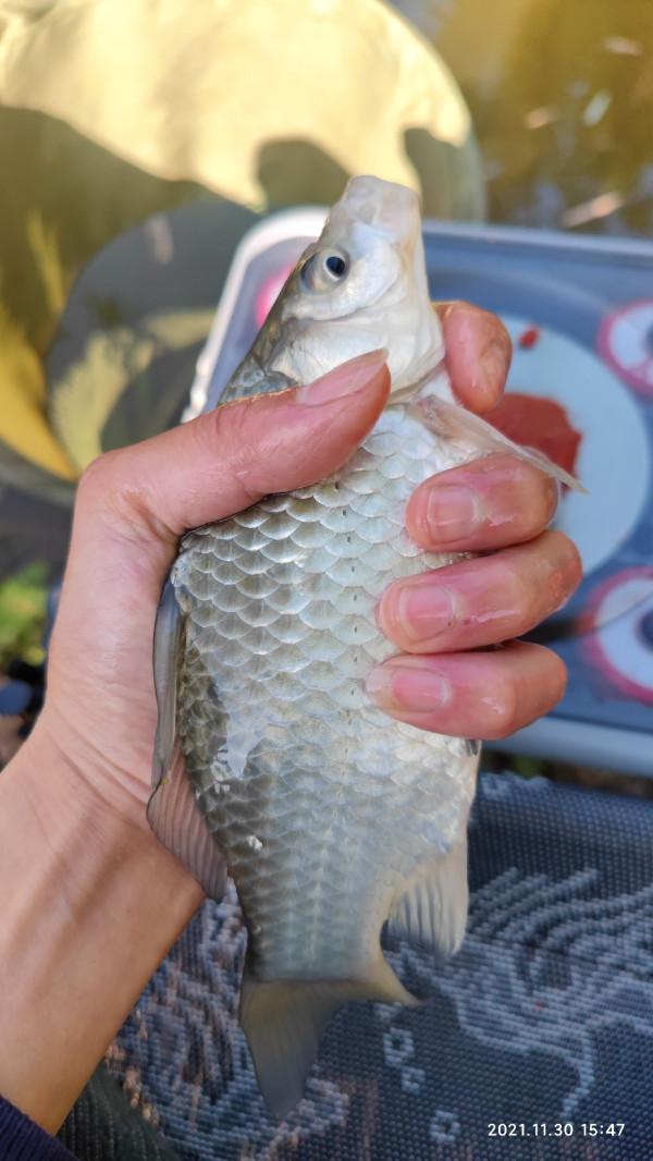 釣友手機打的窩，讓我過了一把癮