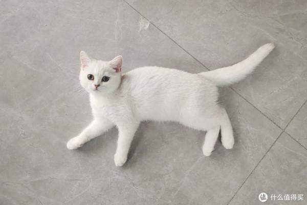 養三隻貓是一種怎樣的體驗？過來人的養貓（勸退）指南