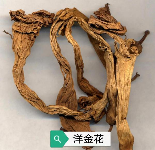 中藥古今研究:洋金花 中藥古今研究:洋金花