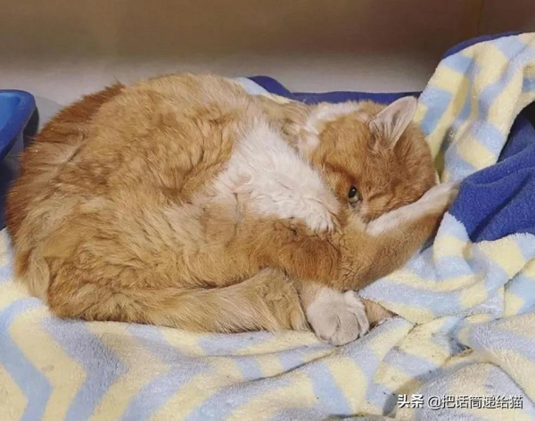 貓咪流浪多年後回家,卻發現想見的人已經離世 貓咪流浪多年後回家,卻發現想見的人已經離世