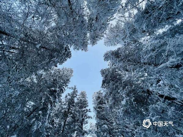 純淨之美 冬日喀納斯湖“林海雪原”仙氣十足