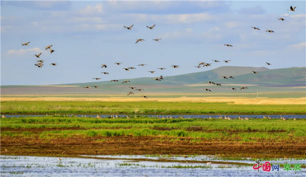 帶你的心靈去遠方！雲遊“醉美天堂”額侖草原（純美組圖）