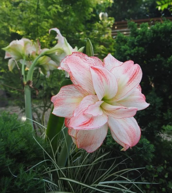 15種室內常見花卉的養護要點,小編養花多年的經驗,趕緊收藏吧 15種室內常見花卉的養護要點,小編養花多年的經驗,趕緊收藏吧