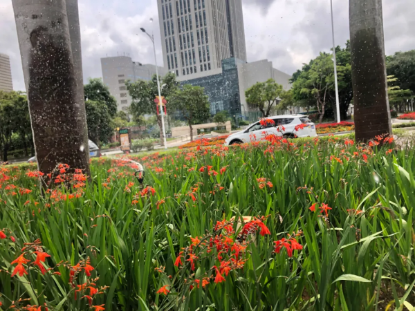 學會搭配這8種園藝植物，讓你的花園收穫一個有趣的靈魂