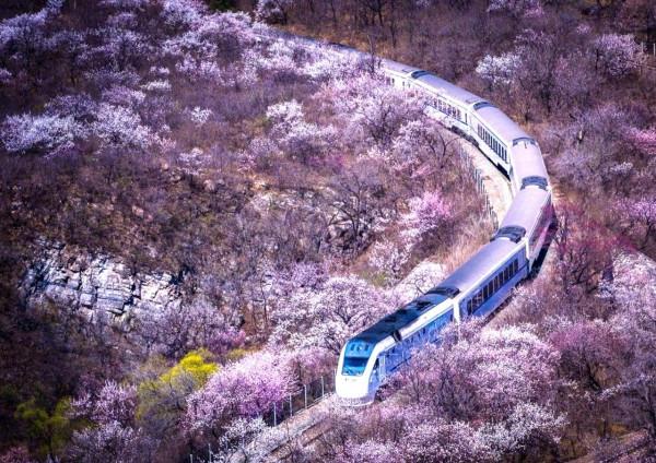坐著火車遊北京，省時省力又省錢，尋找春天最美的風景