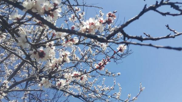 騎馬看杏花 騎馬看杏花