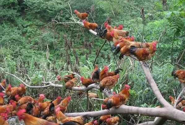農村老鐵深山養土雞，年賺千萬逆襲成土豪，他是怎樣成功緻富的呢