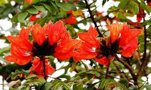 每日拾花20～冬天裡的一把火