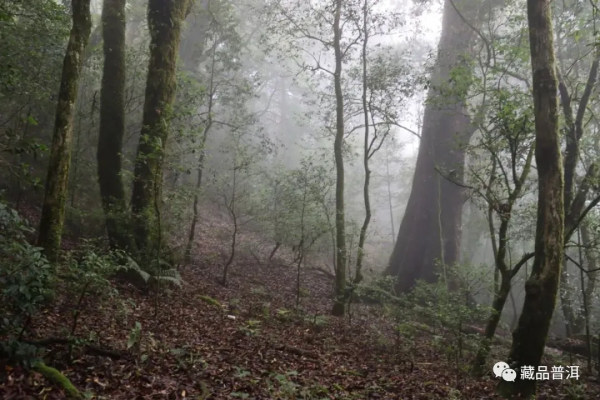 解析臨滄茶區：勐庫十八寨，寨寨出好茶，冰島茶何以冠絕天下？