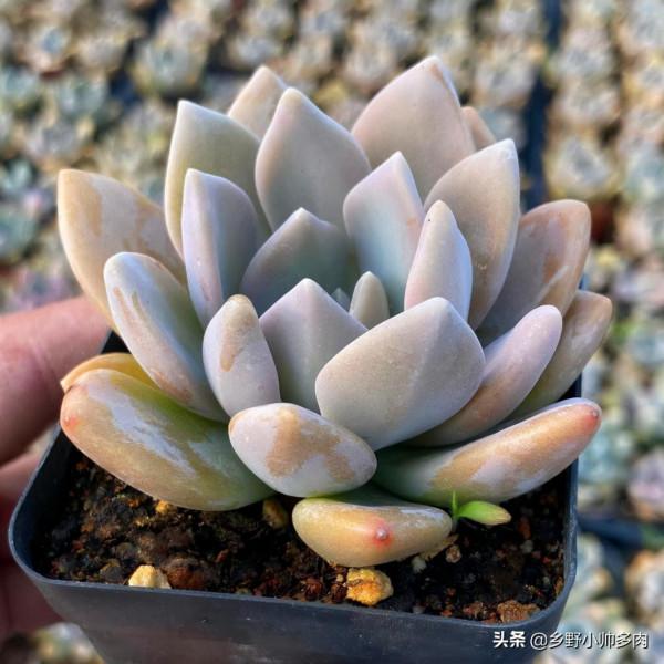 聽小帥說說適合在冬天養的多肉，皮實、好養。不掉色，冬天就養它