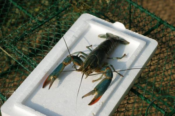 新疆男子沙漠5畝池塘養澳洲淡水蝦,個頭比手掌大,畝利潤達萬元 新疆男子沙漠5畝池塘養澳洲淡水蝦,個頭比手掌大,畝利潤達萬元