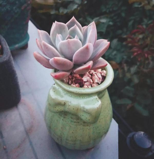 北方有佳人,絕世而獨立,養好多肉紅粉佳人,只需要做好這幾點 北方有佳人,絕世而獨立,養好多肉紅粉佳人,只需要做好這幾點