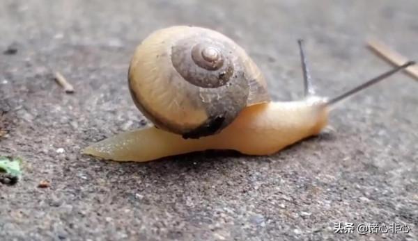 元旦隨筆～二〇二二年，我只管去善良