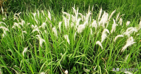 茅草是一種非常難徹底清除的野草,用什麼除草劑才能根除? 茅草是一種非常難徹底清除的野草,用什麼除草劑才能根除?