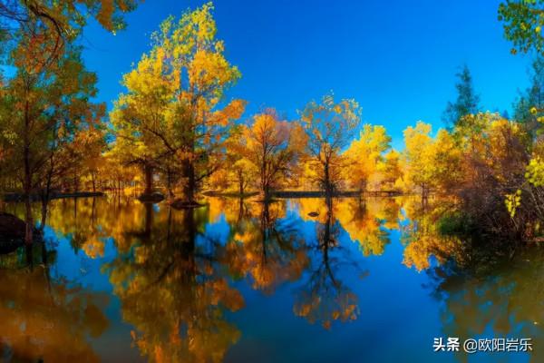 國內這6個地方的胡楊林，美得無法無天！此生一定要去看一次