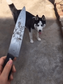 狗界公認“無攻擊性”的幾種狗,城市也能放心養 狗界公認“無攻擊性”的幾種狗,城市也能放心養