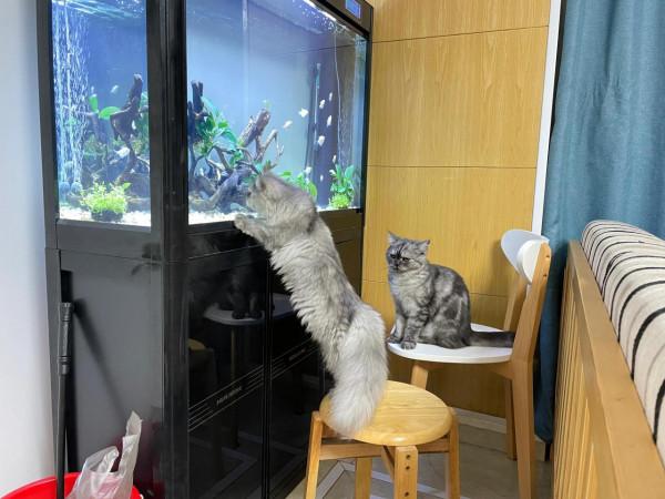 魚缸造景，小白技術