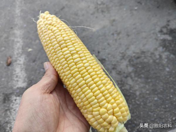 河南的這幾個玉米新品種，抗病抗倒又高產，最適合黃淮海種植