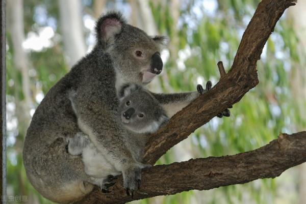 世界上五個國家的寶貝嘎達,還是我們的最“萌” 世界上五個國家的寶貝嘎達,還是我們的最“萌”
