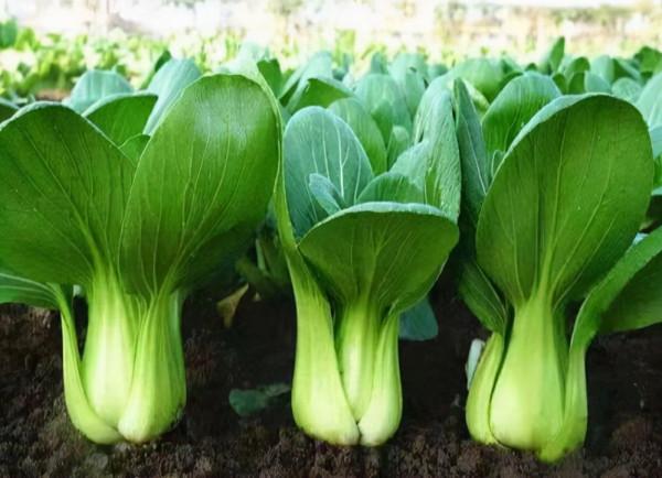 冬天種蔬菜首先這“8種”，不怕冷長得快，吃了一茬又一茬