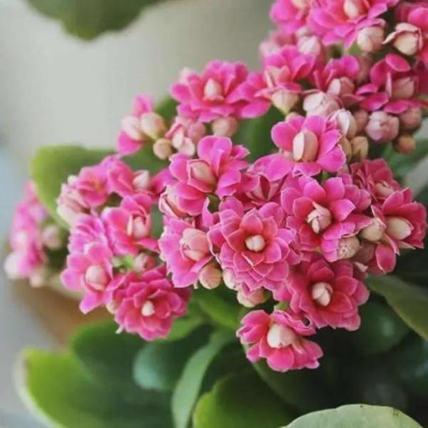 花豔吉利貴氣的八種富貴花