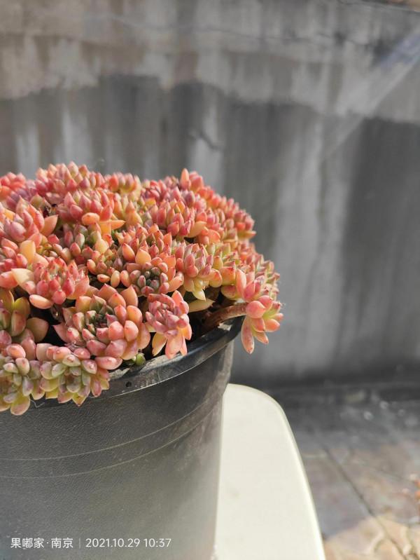 花園裡的月季在爭相開放