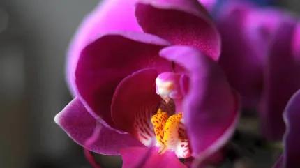 分享——高雅多姿的蝴蝶蘭