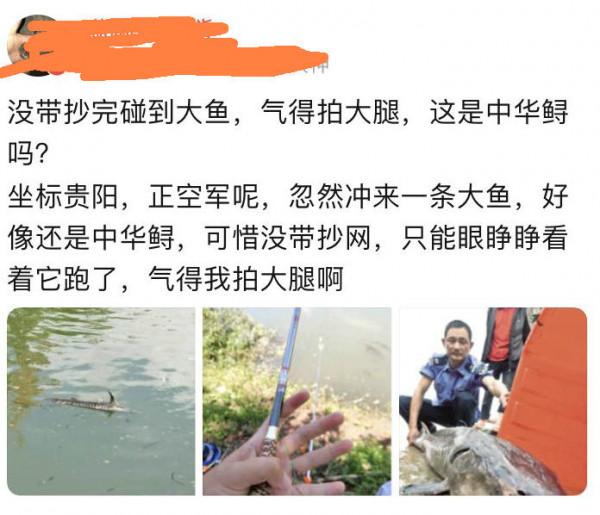 貴陽釣魚人在河邊正釣著魚，河面忽然漂來一條“中華鱘”