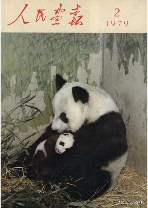 太可愛了吧！《人民畫報》裡的大熊貓檔案