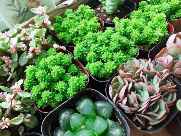 別緻的養花容器:枯木、塑膠瓶,處理到位顏值堪比藝術品 別緻的養花容器:枯木、塑膠瓶,處理到位顏值堪比藝術品