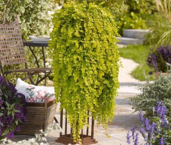 今年最流行的18種花,掛起來養,好看好養還不佔地方 今年最流行的18種花,掛起來養,好看好養還不佔地方