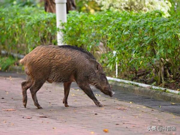 中國野豬超百萬頭,區域性氾濫仍要保護,這麼多野豬該怎麼處理? 中國野豬超百萬頭,區域性氾濫仍要保護,這麼多野豬該怎麼處理?