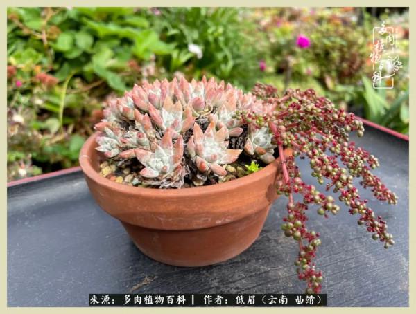 正是花好月圓時，再訪楊姐的屋頂花園