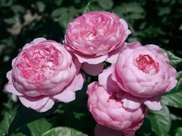 月季品種裡，據有牡丹月季之稱的6個品種，爭奇鬥豔，美不勝收