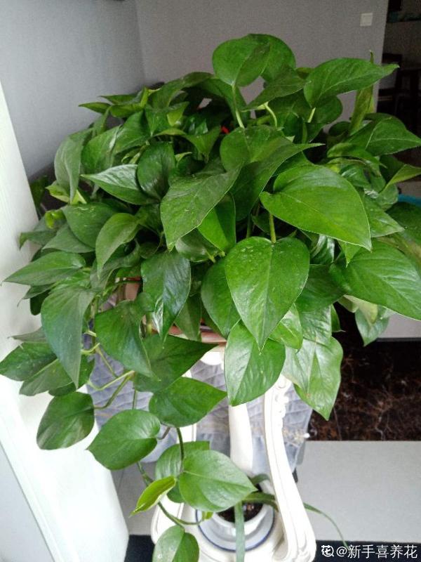 大葉子花就是“招財”，隨便養一盆，寓意好、安全感十足