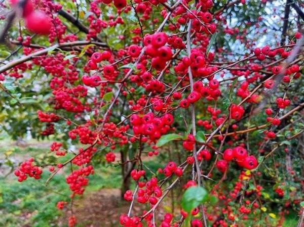 火棘串串枝上紅，蓬蓬綠葉透晶瑩