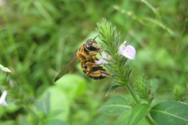 有罕見物種,福建膜翅目昆蟲生態攝影展,共計22種 有罕見物種,福建膜翅目昆蟲生態攝影展,共計22種