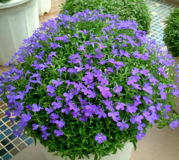 秋季可以種的4種“草花”,只需買棵小苗,就能持續開花一整年 秋季可以種的4種“草花”,只需買棵小苗,就能持續開花一整年