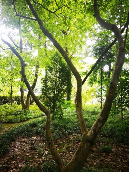 別翻書!馬上告訴我,古人都用哪些植物造紙? 別翻書!馬上告訴我,古人都用哪些植物造紙?