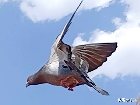 有情有義的鴿子,忠貞於自己的伴侶,從甘肅飛回了配偶所在地山東 有情有義的鴿子,忠貞於自己的伴侶,從甘肅飛回了配偶所在地山東