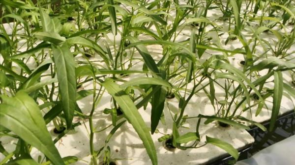 陽臺種植蔬菜，農戶掌握4點，長勢快，方法很簡單