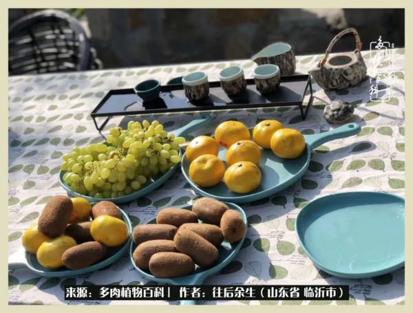 北方有多肉,絕世而獨立!一顧傾人城,再顧傾人國 北方有多肉,絕世而獨立!一顧傾人城,再顧傾人國